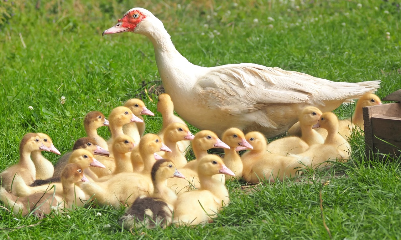 Ducks are now a part of livelihood