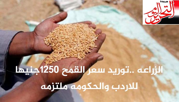 الزراعة: سعر القمح 1250 جنيها للأردب والحكومة ملتزمة به